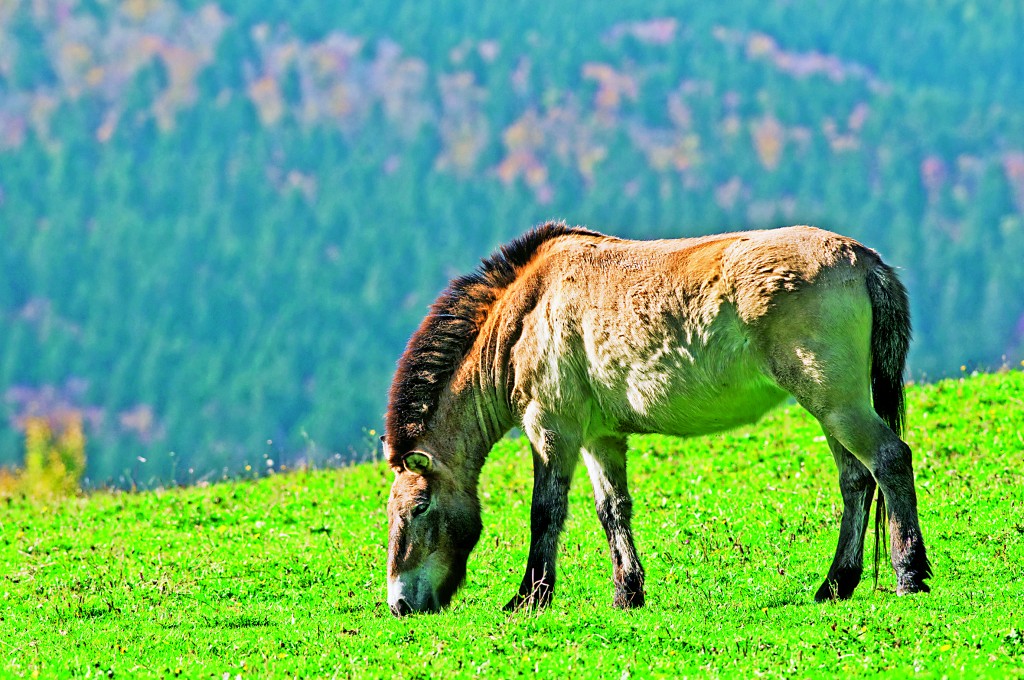 Przewalski Horse (Equus ferus przewalskii) grazing in field. (Photo by: Arterra/UIG via Getty Images)