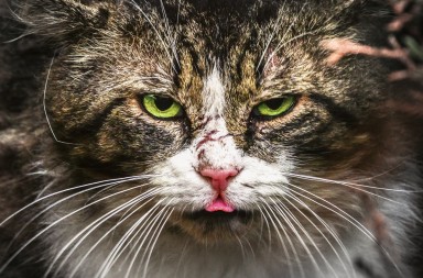 Estos gatos salvajes están en tu ciudad