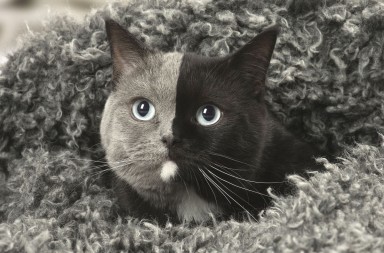 El gato de dos caras