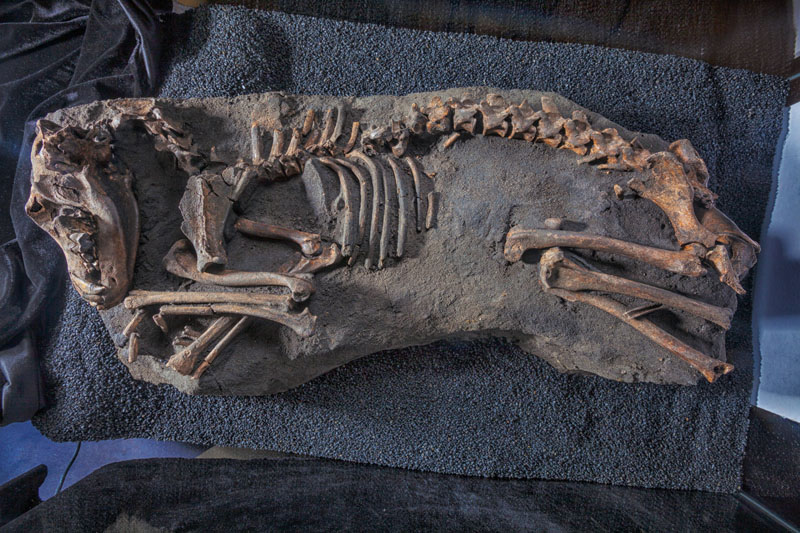 evolucion de lobo a perro (3)