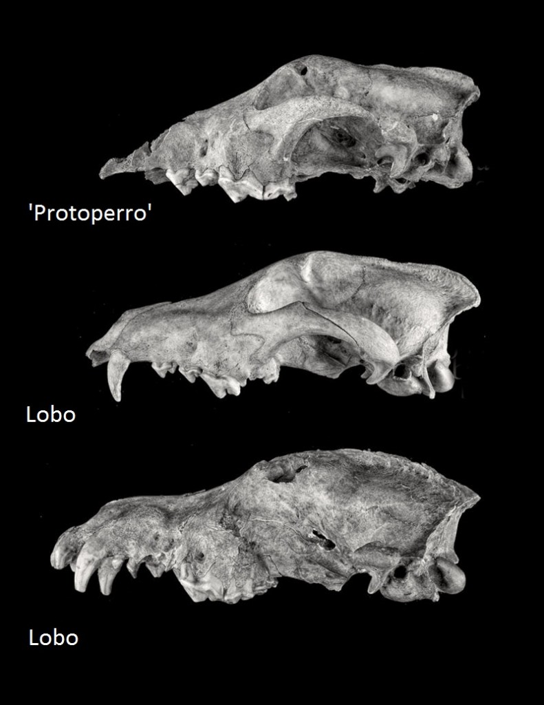 evolucion de lobo a perro (3)