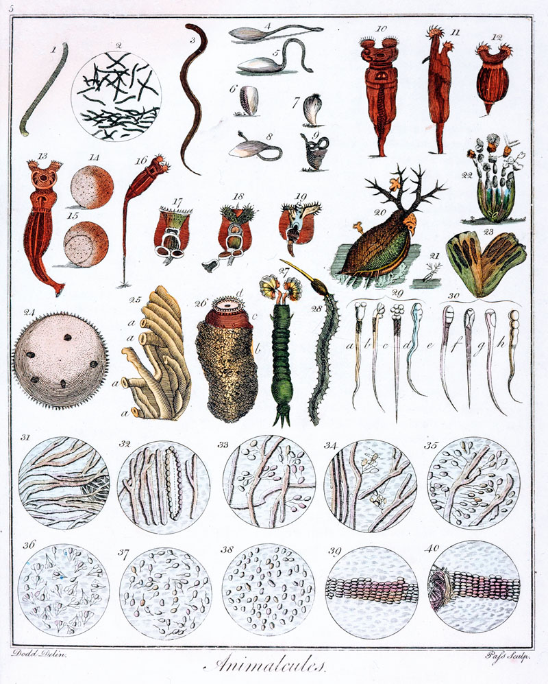 'Animalcules' observed by Anton van Leeuwenhoek, c1795. Hand-coloured engraving showing various items vi