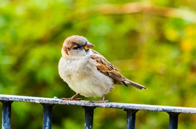 Adiós, gorrión, adiós