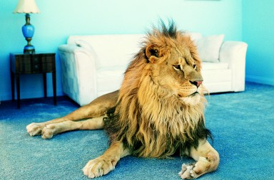 El león que su gato lleva dentro