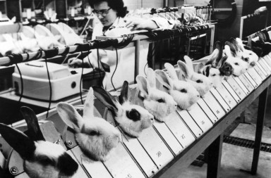 ¿De verdad es necesario experimentar conmigo?