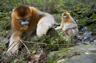 El mayor secreto de China: fauna por descubrir