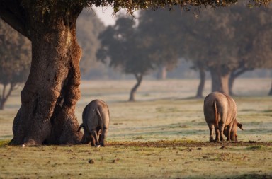 Cerdología: ¿qué misterios esconde la carne de cerdo?