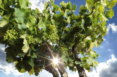 El mito de la mineralidad del vino