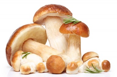 Micología: delicias de otoño