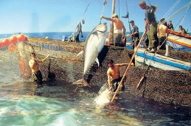 La almadraba, una técnica de pesca ancestral