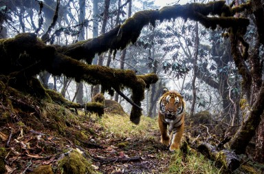 Las impactantes fotos de animales en peligro de extinción