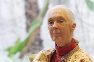 Jane Goodall alerta sobre el uso de pesticidas y productos químicos