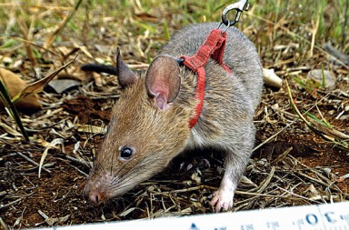 Esta rata es una heroína