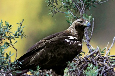 El águila imperial ibérica remonta el vuelo
