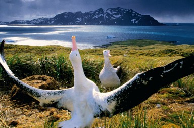 Amor en el reino animal: te quiero una bestialidad