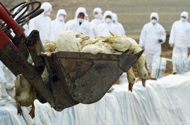 Gripe aviar ha vuelto