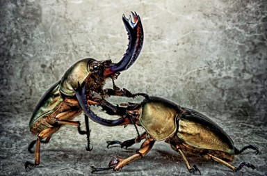 Armas, reclamo sexual: todos quieren ser cornudos