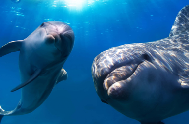 ¿Llegaremos a hablar con los delfines?