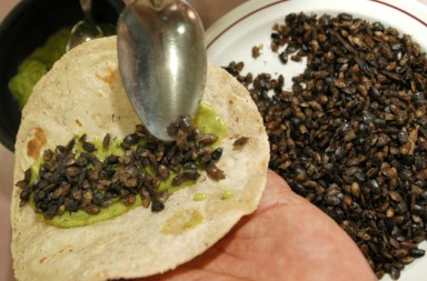 Ventajas de comer insectos