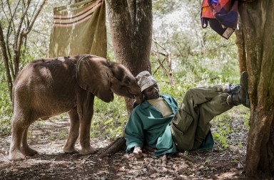 Operación: salvar a los elefantes en Kenia