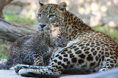 La despensa de los leopardos