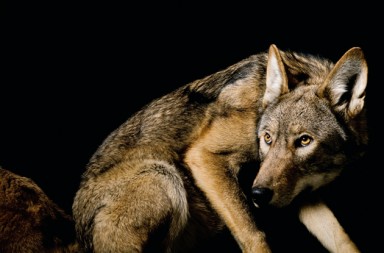 El lobo y nuestra especie: una historia de desamor