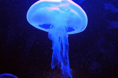 ¡S.O.S.! Las medusas nos invaden