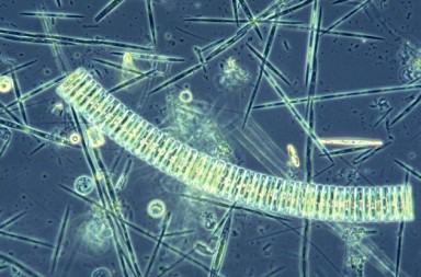 ¿Puede el plancton cambiar nuestras vidas?