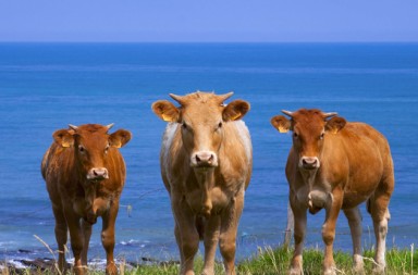 Carnívoros sin remordimientos