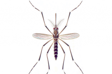 El drama de las embarazadas en Brasil