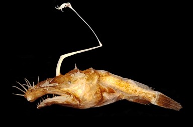 Naturaleza inédita: las nuevas especies