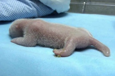 Soy gigante y fruto del amor