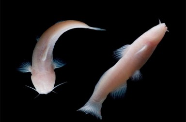 El misterio de los peces sin ojos