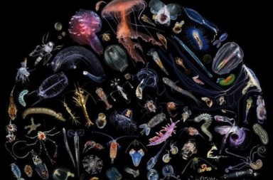 Plancton: estos seres nos salvan la vida