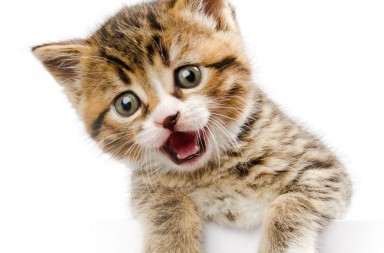 Los gatos hablan dialectos para que usted los entienda