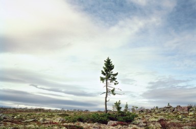 ¿Cuál es el ser vivo más longevo de la Tierra?