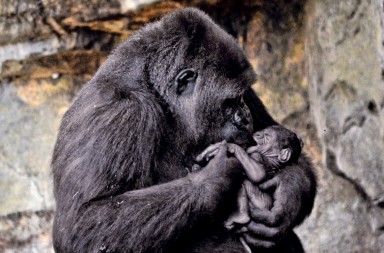 Animales que ‘renacieron’ en los zoos