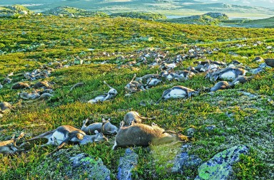 Más de 300 renos fulminados por un rayo