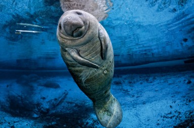 La sirenita era ella