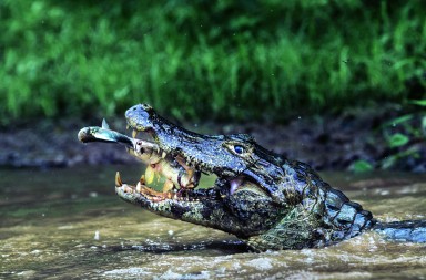 El almuerzo del cocodrilo