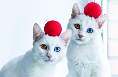 Los gatos gemelos con ojos bicolor