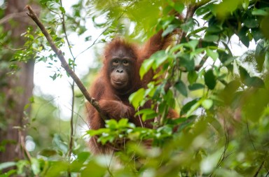 Los orangutanes de Borneo, en peligro de extinción