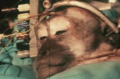 Trasplantes de cabeza en simios