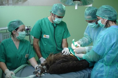 Buitre negro: de la mesa de operaciones a los Pirineos