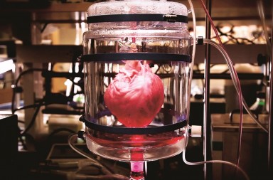 Corazones resucitados