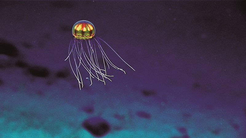 2016 Deepwater Exploration of the Marianas