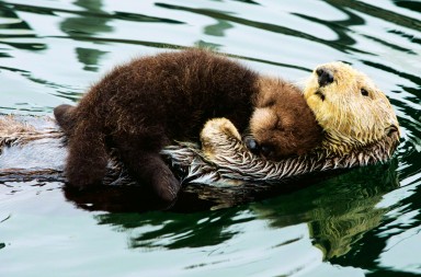 La cariñosa mamá nutria