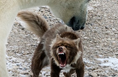 El perro sin miedo contra el oso polar