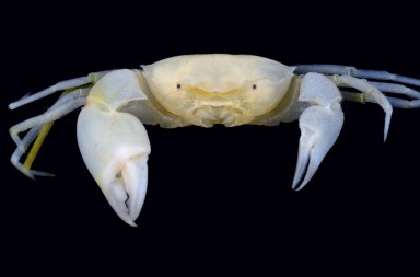 ‘Harry Potter’, versión cangrejo