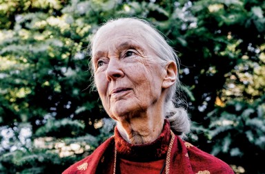 Jane Goodall: «Los humanos, como especie, vamos hacia atrás»